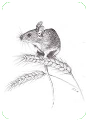 Walter Mouse